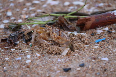 Close-up of crab on sand