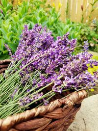 Close-up of lavender flowers on field