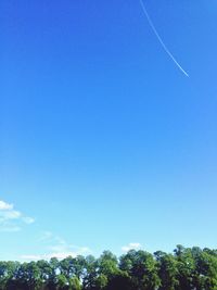 Low angle view of trees against blue sky