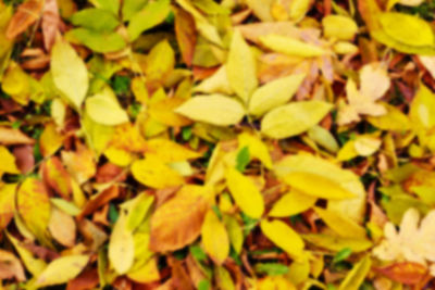 Full frame shot of yellow leaves