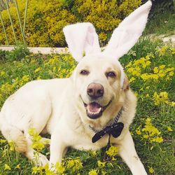 dog
