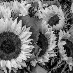 High angle view of sunflower blooming outdoors