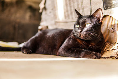 Portrait of a black cat sunbathing