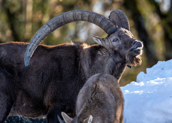 Close-up of an animal