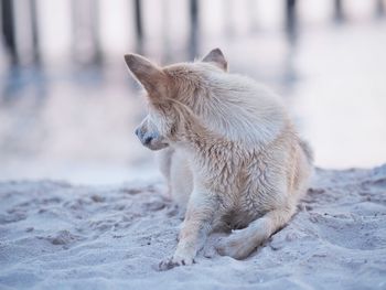 Close-up of squirrel on snow