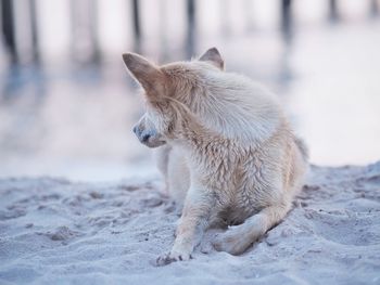 Close-up of dog sitting on sand at beach