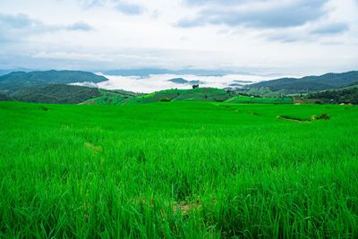 Scenic view of agricultural field against sky