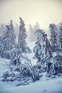 Snow covered pine trees against sky