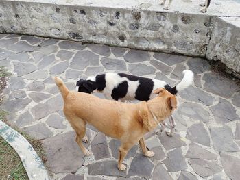 High angle view of dog standing outdoors