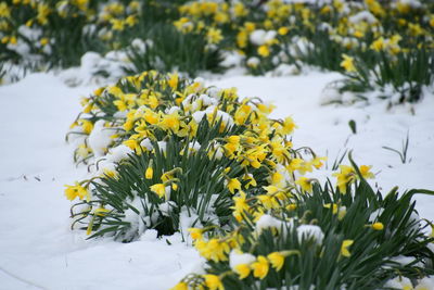 Close-up of yellow flowering plant on snow covered field