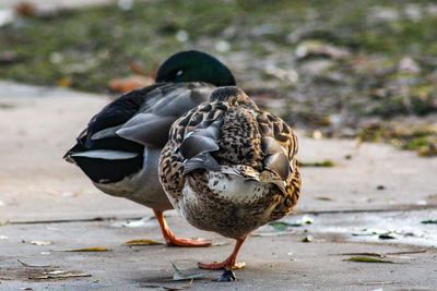 Close-up of a duck