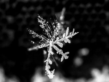 Close-up of frozen plant