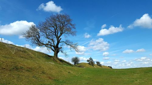 Tree on landscape against sky