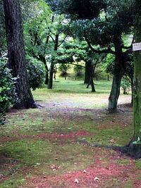 Trees in park