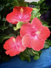 High angle view of red hibiscus flower