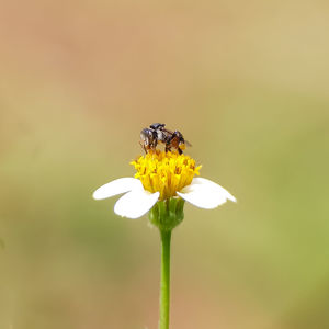 Close-up of insect on flower