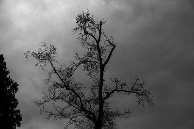 Low angle view of silhouette tree against sky