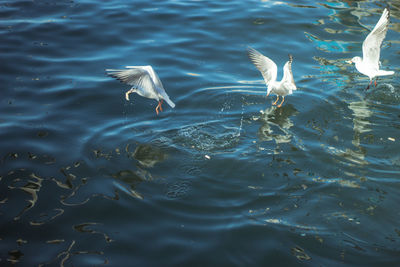 High angle view of seagulls flying over sea