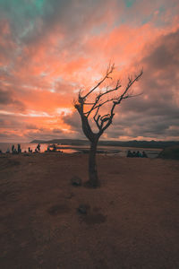 Bare tree on landscape against sky at sunset