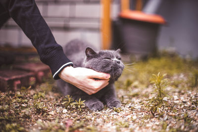 Close-up of hand holding cat outdoors