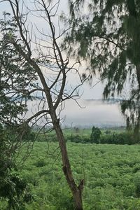 Trees on field against sky