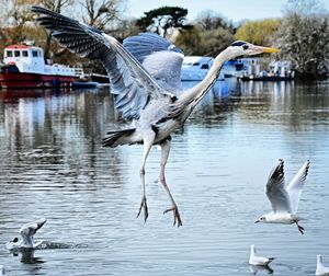 bird