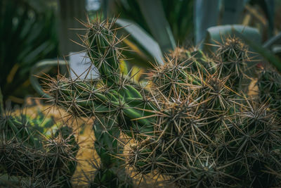 Close-up of succulent plant