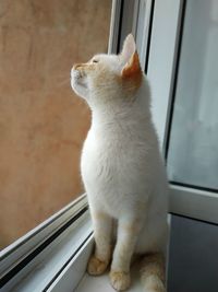 White kitten on the windowsill. background