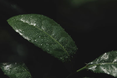 Close-up of raindrops on leaves