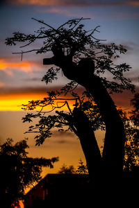 Silhouette tree against dramatic sky during sunset