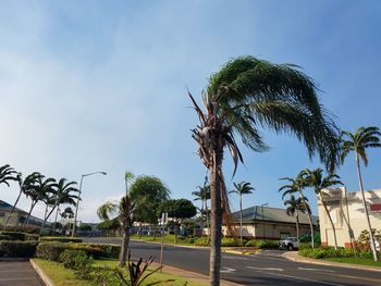 Palm trees by road against clear sky