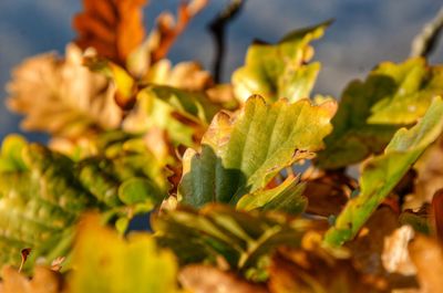 Close-up of green leaves on plant