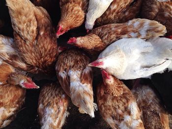 High angle view of hens