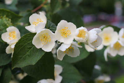 Philadelphus coronarius sweet mock orange, english dogwood. white garden jasmine flower blossom