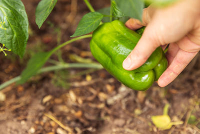 Cropped hand holding green leaves