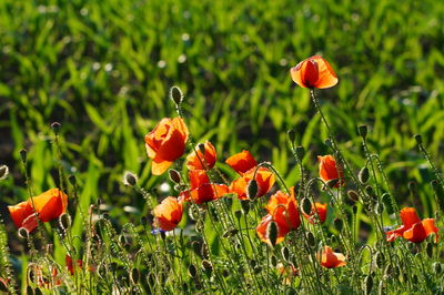 Close-up of red poppy blooming in field