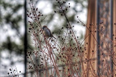 Close-up of bird perching on a tree