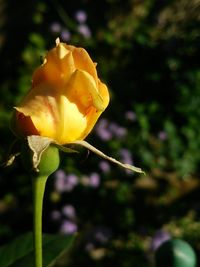 Close-up of yellow flower blooming outdoors