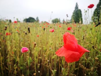 Close-up of pink poppy flowers on field