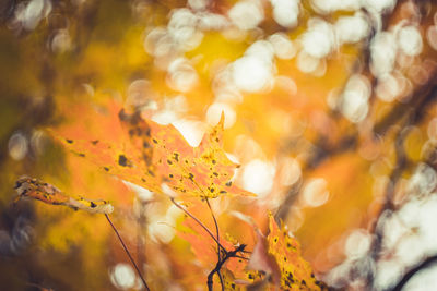 Close-up of yellow maple leaves on plant during autumn