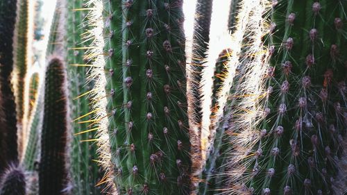 Close-up of plants growing on field