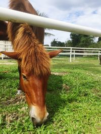 Close-up of horse standing on field