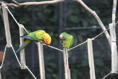 Close-up of parrot perching on branch