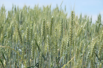 Close-up of stalks in field
