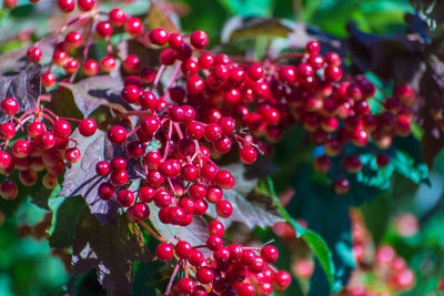 Close-up of red berries growing on plant