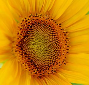 Macro shot of sunflower