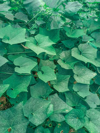 Full frame shot of leaves