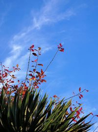 Low angle view of plant against blue sky