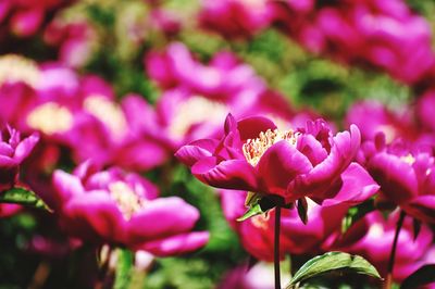 Close-up of pink flowering plant