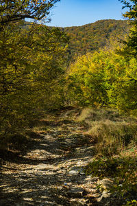 Scenic view of trees growing in forest against sky